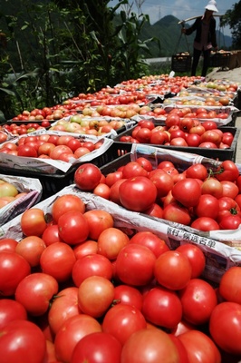 重慶黔江:扶貧生態(tài)菜為農增收